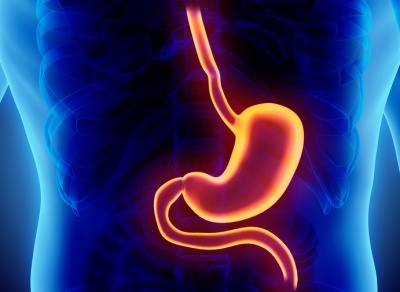 Identifying the Role of the Hunger Hormone Ghrelin.jpg