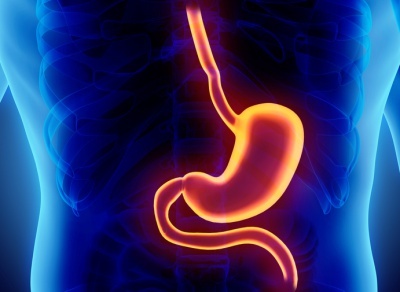 Identifying the Role of the Hunger Hormone Ghrelin.jpg