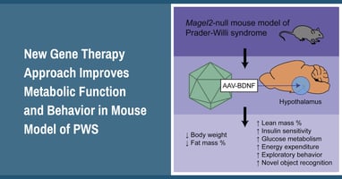 new-gene-therapy-approach-improves-metabolic-function-and-behavior-in-mouse-model-of-pws
