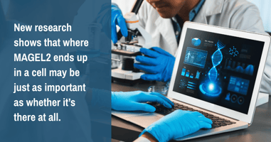 Inside the Cell: MAGEL2 Mislocalization and What It Means for SYS Research