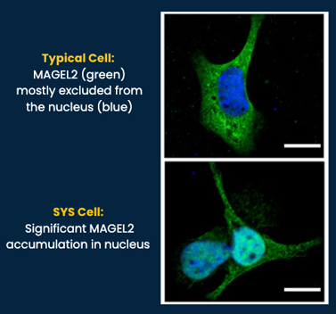 Typical cell v SYS Cell showing differences in location of MAGEL2