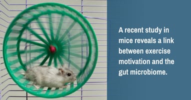 a-link-between-exercise-motivation-and-the-gut-microbiome