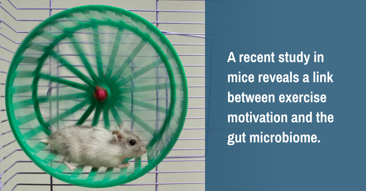 A Link Between Exercise Motivation and the Gut Microbiome